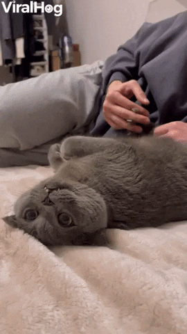 Comfortable Kitty Enjoys Paw Massage GIF by ViralHog