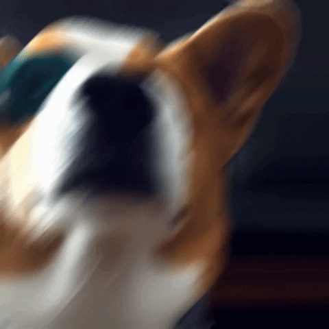 Shiba Inu Dog GIF by MultiversX