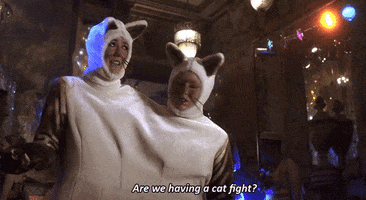 angry cat fight GIF