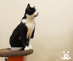 Cat Reaction GIF by Best Friends Animal Society