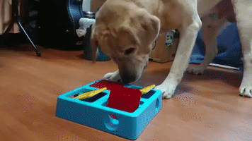 Dogtoy Lifeofflapper GIF