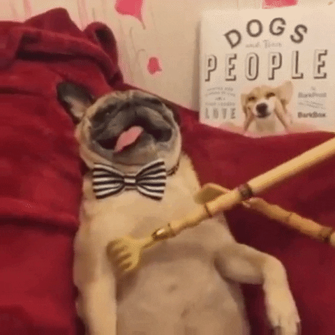 Video gif. A pug lays on his back with his belly up in the air. He wears a striped bow tie around his neck and his tongue is flopped out of his smiling mouth. He is totally relaxed as three back scratching tools itch his belly. 