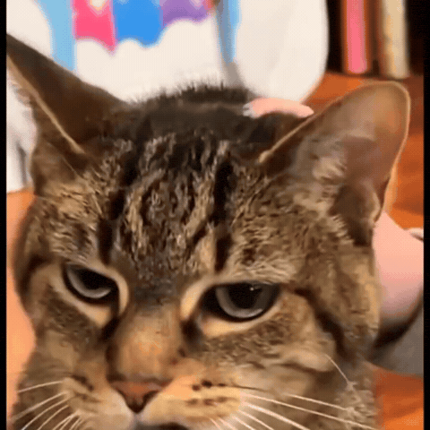 Angry Cat GIF