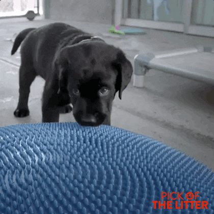 puppy aww GIF by Signature Entertainment