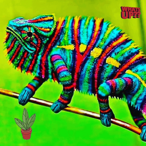 Bikini Swimwear GIF by Cayococobikini