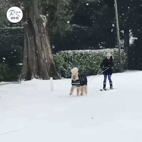 Snow Winter GIF by World Horse Racing