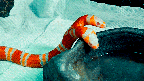 Snake Head GIFs - Get the best GIF on GIPHY