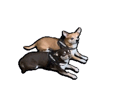 Dogs Sticker by Mediafit