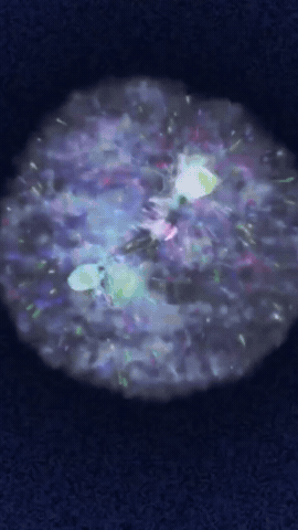 Reality GIF