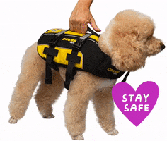 Heart Stay Safe GIF by CRESSI DOG