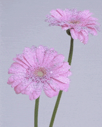 Pink Flowers Gifs Get The Best Gif On Giphy Pink Flowers Gifs Get The Best Gif On Giphy