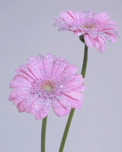 Pink Flowers GIF by John Artur