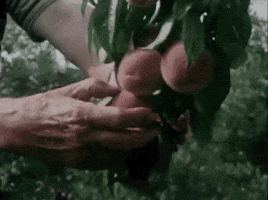 Farming Peaches GIF by Archives of Ontario | Archives publiques de l'Ontario
