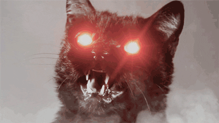 Image result for angry cat with red eyes