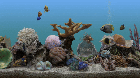 12,773 Big Aquarium Stock Photos - Free & Royalty-Free Stock Photos from  Dreamstime