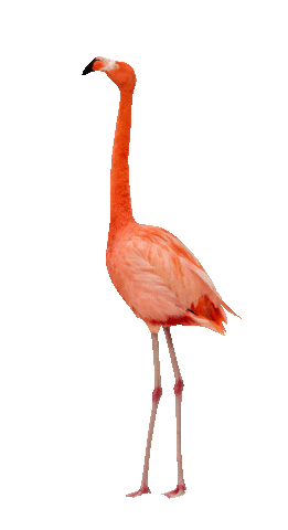 Crowder Music I Know A Ghost Sticker by Crowder