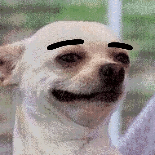 Video gif. A still image of a small white dog with an oddly human smile. Two drawn-on eyebrows rise and fall suggestively.