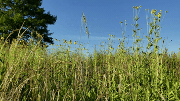 Ribbonparfait GIF