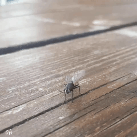 Fly Fliege GIF