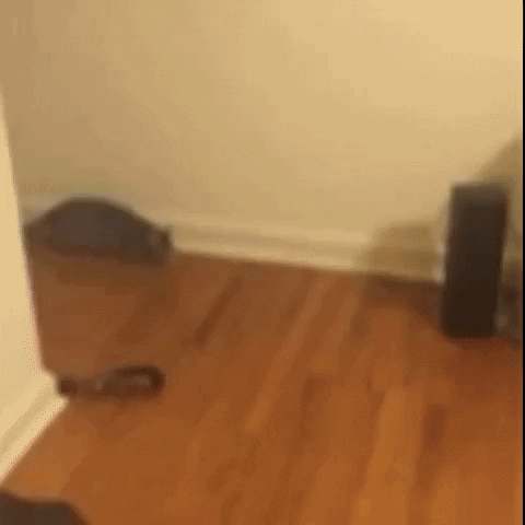 cat GIF by The Videobook