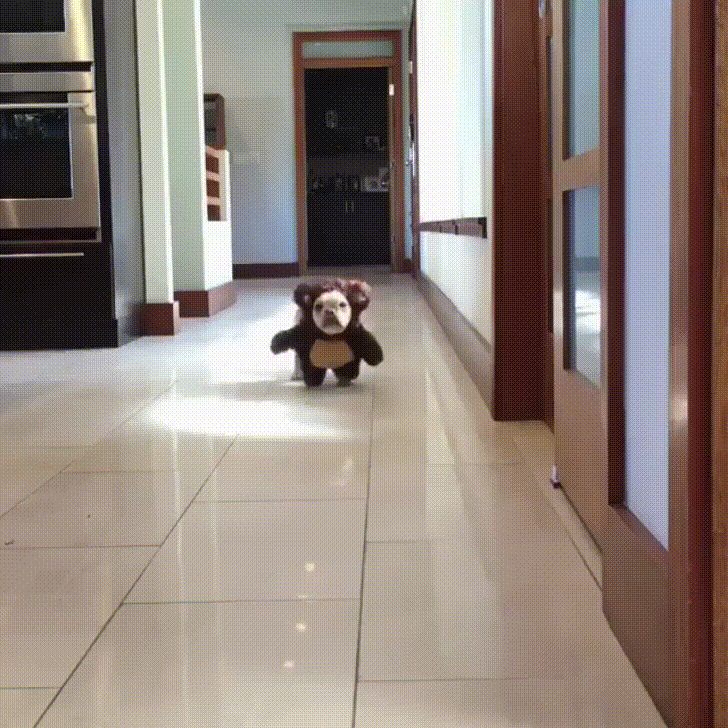 giphy.gif