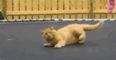 Cat Trampoline GIF