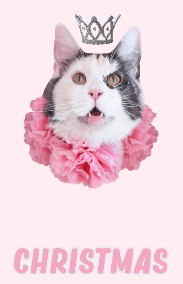 Cat Christmas GIF Find & Share on GIPHY