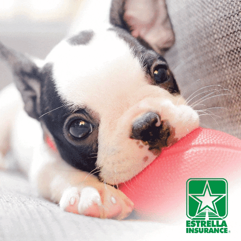 Estrella Insurance GIF