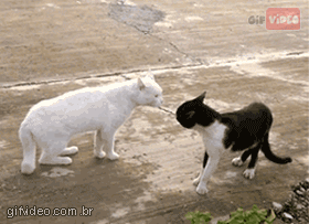 Gato GIF - Find & Share on GIPHY