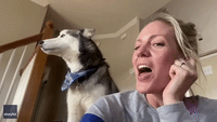Talented Husky Performs Guns N' Roses Duet With Owner
