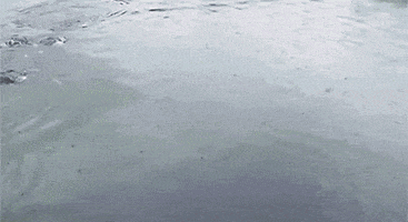 Bubble Whale GIF by Digg