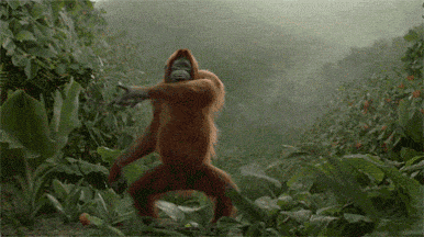 monkey dancing GIF