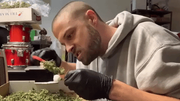 Weed Marijuana GIF by WeedFeed