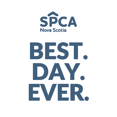 Cats Dogs Sticker by Nova Scotia SPCA