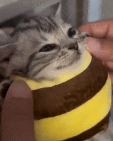 Cat Bee GIF by Respective