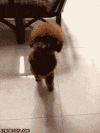 Perro Abandonado Gifs Get The Best Gif On Giphy