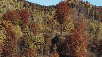 Forest Trees GIF by WIESEMANN 1893