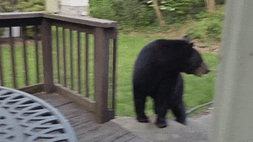 Chilling Black Bear GIF by Storyful