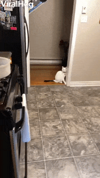Funny-walk GIFs - Get the best GIF on GIPHY