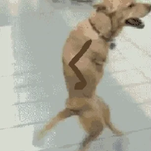 Dog Drawing GIF