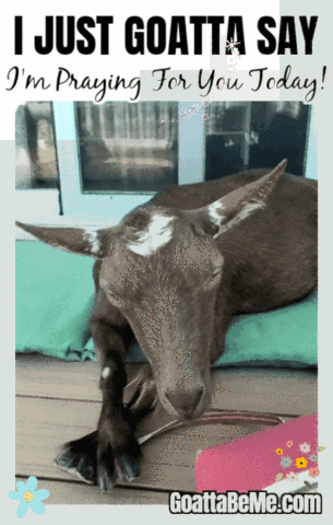 Praying For You GIF by Goatta Be Me Goats! Adventures of Pumpkin, Cookie and Java!
