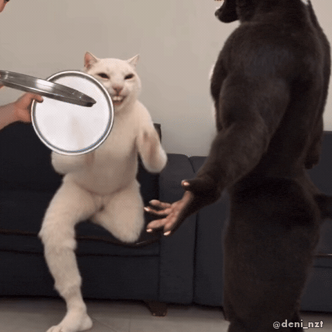 White Cat Smile GIF