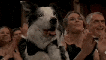 Happy Dog GIF by The Academy Awards