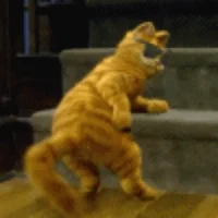 cat dancing GIF