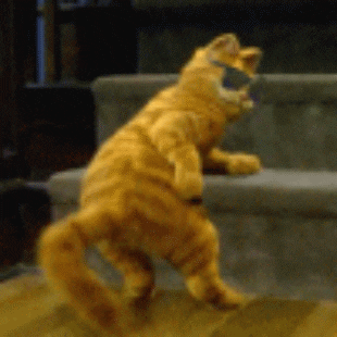 Cat-happy-dance GIFs - Get the best GIF on GIPHY