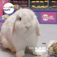 Bunny Eating GIF by Relaxing Stuff
