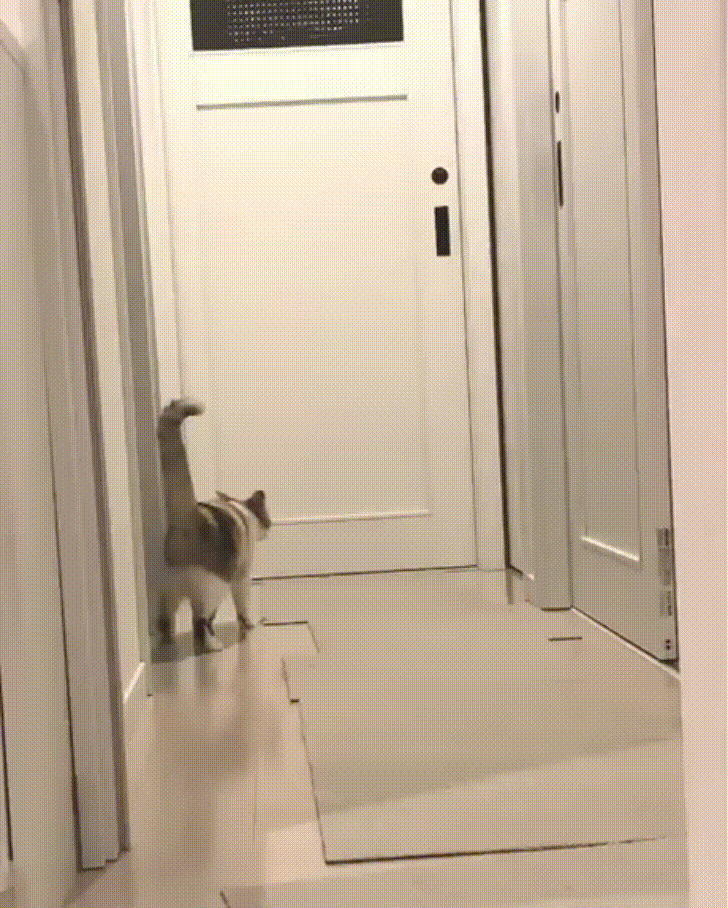 cat fight GIF by JustViral.Net