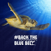 Marine Conservation Ocean GIF by Blue Marine Foundation