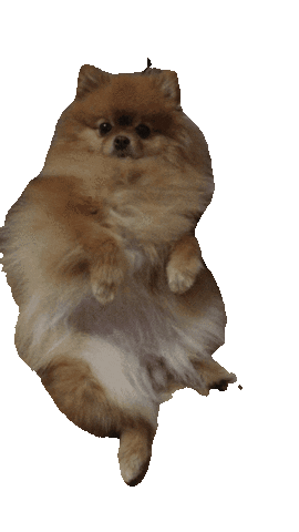 Tired Spitz Sticker