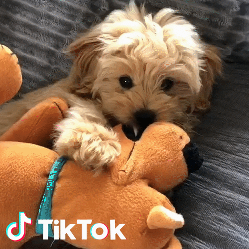 Cutie Cane GIF by TikTok Italia